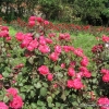 Rosemary Rose
